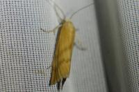 Pediasia subflavellus