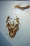 Oligia latruncula