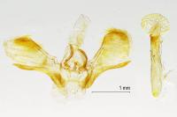 Euchoeca nebulata