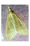 Mecyna asinalis