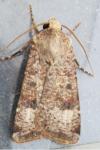 Agrotis trux