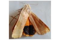Noctua fimbriata