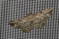 Peribatodes rhomboidaria rhomboidaria