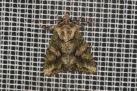 Dryobotodes eremita