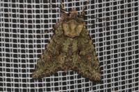 Dryobotodes eremita