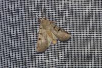 Eugnorisma glareosa