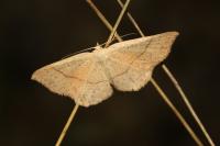 Cyclophora punctaria