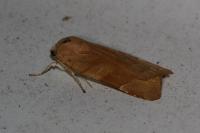 Noctua fimbriata