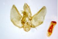 Eupithecia selinata