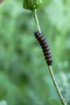 Tyria jacobaeae