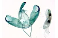 Manulea pseudocomplana