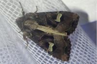 Trigonophora flammea