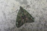 Chloroclysta siterata