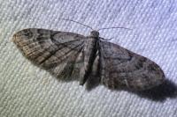 Eupithecia ericeata