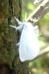 Sphrageidus similis