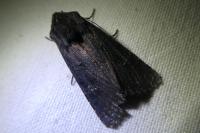Aporophyla nigra