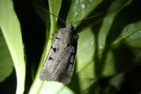 Eugnorisma glareosa