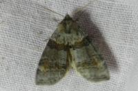 Cymatophorina diluta