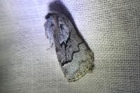 Trichiura crataegi