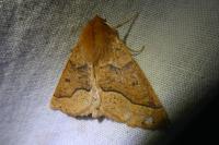 Crocallis tusciaria