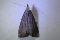 Schrankia costaestrigalis