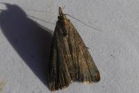 Schrankia costaestrigalis