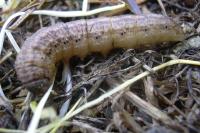 Agrotis exclamationis exclamationis
