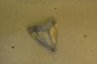 Evergestis limbata