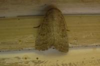 Hoplodrina ambigua