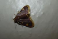 Hypsopygia costalis