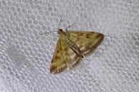 Pyrausta despicata