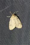 Paidia rica