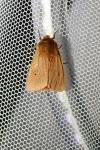 Phragmatobia fuliginosa