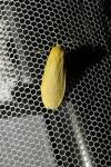 Wittia sororcula
