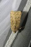 Agrotis bigramma