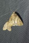 Agrotis bigramma