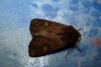 Xestia xanthographa