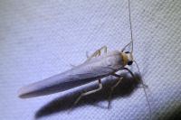 Eilema caniola