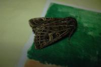 Tholera decimalis
