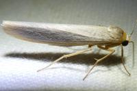 Eilema caniola