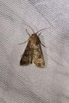 Agrotis segetum