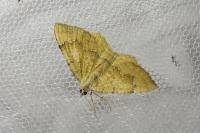 Camptogramma bilineata