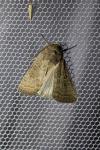 Hoplodrina ambigua