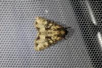 Mesapamea secalella/secalis