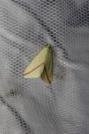 Rhodometra sacraria