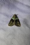 Cryphia algae