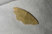 Cyclophora ruficiliaria