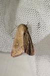 Mythimna albipuncta