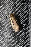 Ochropleura plecta