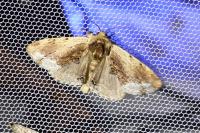 Ptilodon cucullina